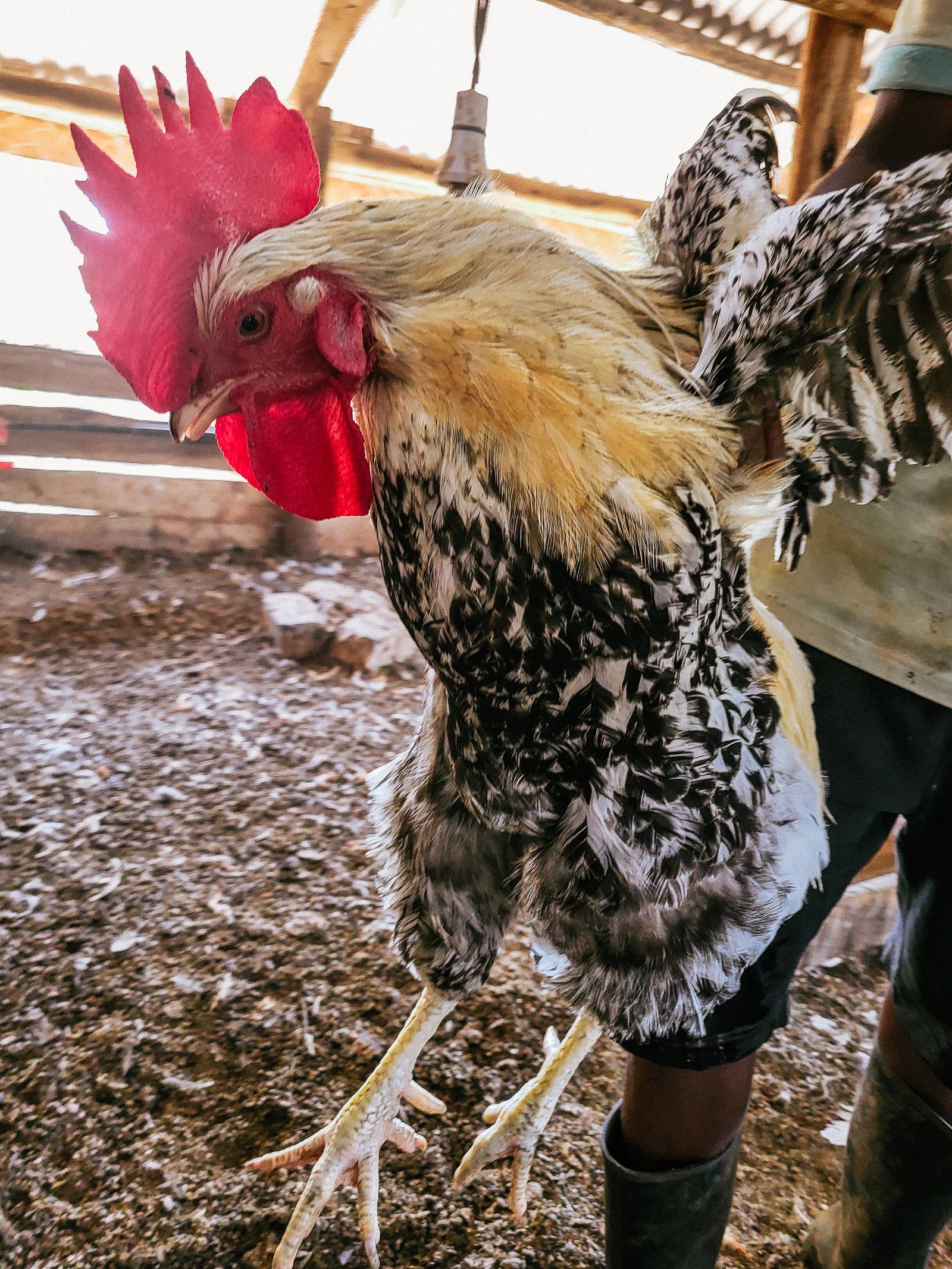 Free roaming chickens